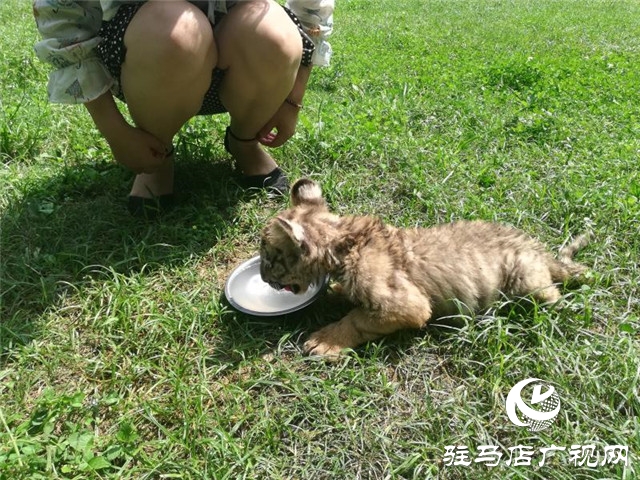 驻马店南海公园动物园喜添虎仔 狮仔