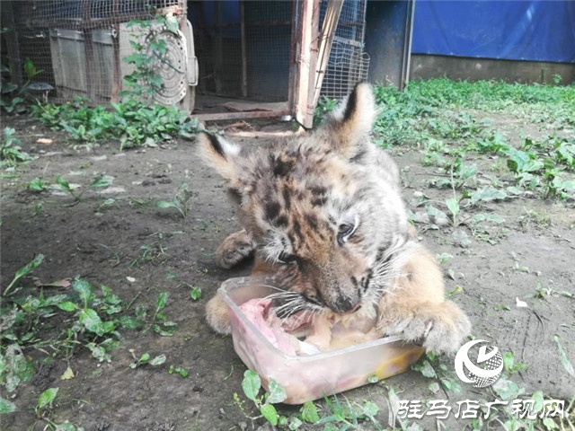 驻马店南海公园动物园喜添虎仔 狮仔