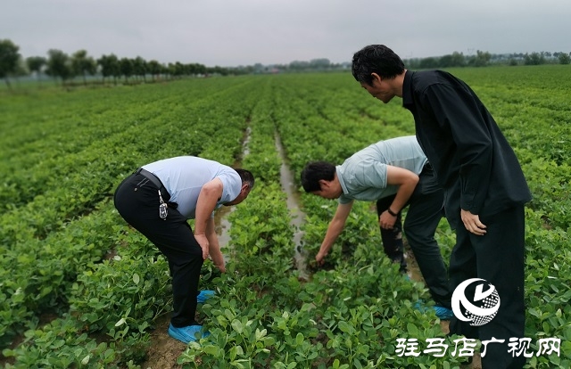 正阳：省市县三级气象专家为花生花针期管理“把脉问诊”