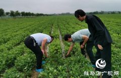 正阳：省市县三级气象专家为花生花针期管理“把脉问诊”