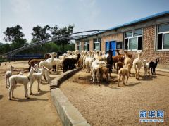 一个被羊驼改变的村庄