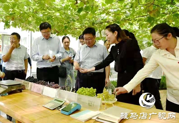 驻马店“葡萄仙子”王书美：这个盛夏，她翡翠般的梦“玲珑”绽放