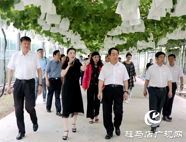 驻马店“葡萄仙子”王书美：这个盛夏，她翡翠般的梦“玲珑”绽放