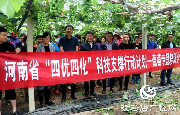 驻马店“葡萄仙子”王书美：这个盛夏，她翡翠般的梦“玲珑”绽放