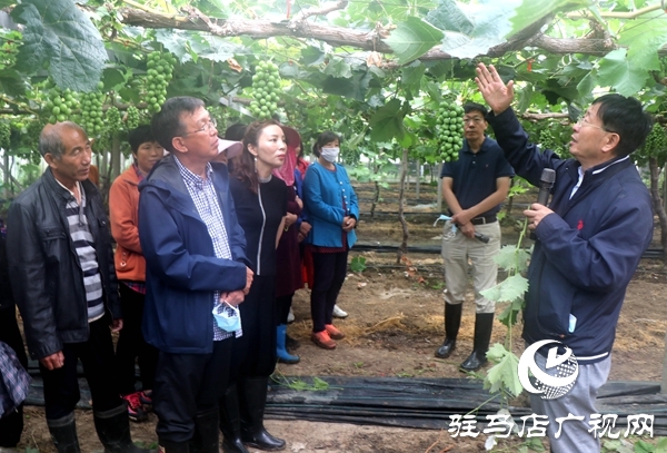 驻马店“葡萄仙子”王书美：这个盛夏，她翡翠般的梦“玲珑”绽放