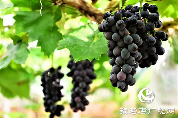 驻马店“葡萄仙子”王书美：这个盛夏，她翡翠般的梦“玲珑”绽放