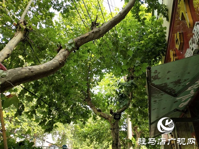 树枝碰到高压线 园林供电忙修剪