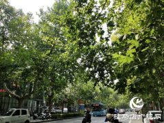 树枝碰到高压线 园林供电忙修剪