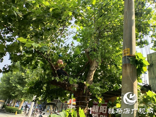 树枝碰到高压线 园林供电忙修剪