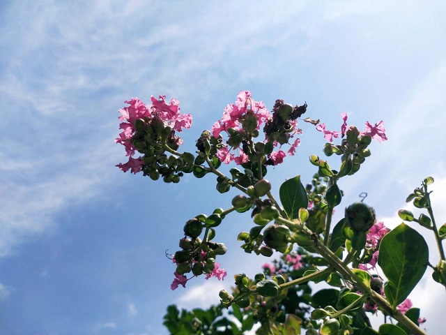 驻马店：蓝天白云景无限 绿树阴浓夏日长