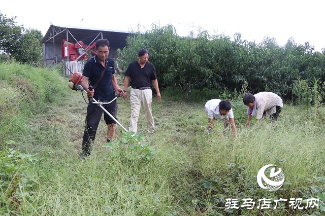 泌阳县易齐发种植专业合作社带领乡亲“一起发”