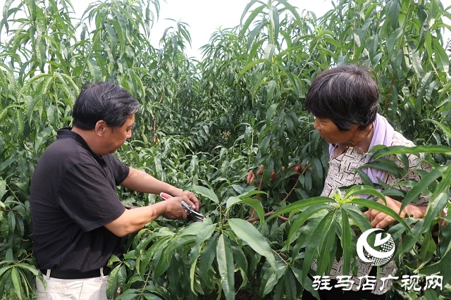 泌阳县易齐发种植专业合作社带领乡亲“一起发”