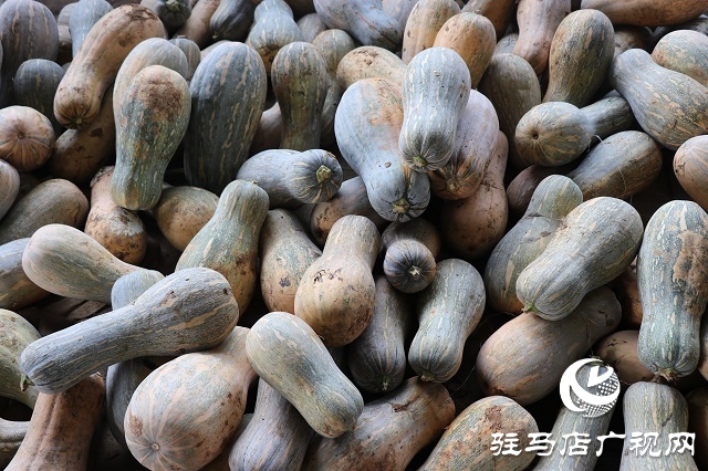 泌阳县易齐发种植专业合作社带领乡亲“一起发”