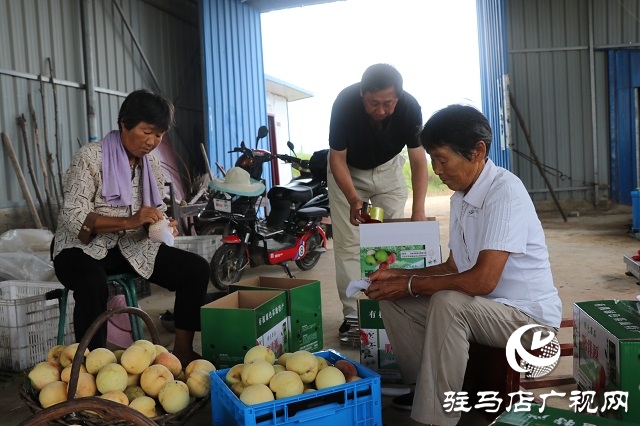 泌阳县易齐发种植专业合作社带领乡亲“一起发”