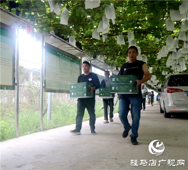 遂平杰美庄园葡萄飘香迎客来