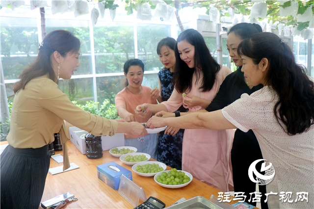 遂平杰美庄园葡萄飘香迎客来