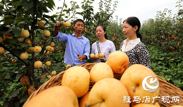 河南驻马店驿城区：脱贫戸梨园开园 书记代言全部销完