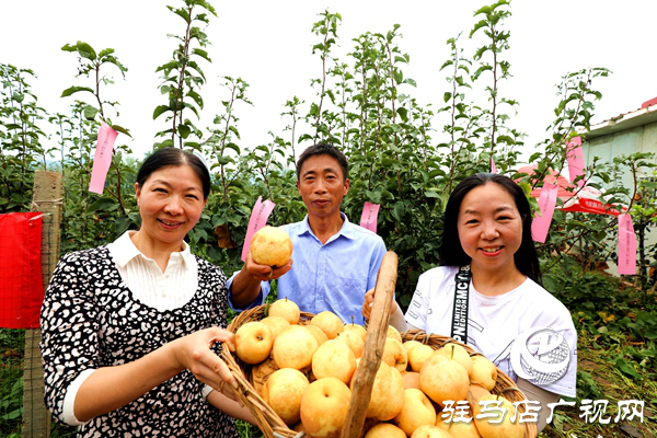 河南驻马店驿城区：脱贫戸梨园开园 书记代言全部销完