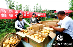 河南驻马店驿城区：脱贫戸梨园开园 书记代言全部销完