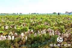 驻马店市驿城区盛邦种植联合社： 带动群众致富奔小康 打造国家级农民合作社示范社
