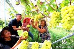 河南驻马店市驿城区：赵涛扶智扶志 带民奔跑小康