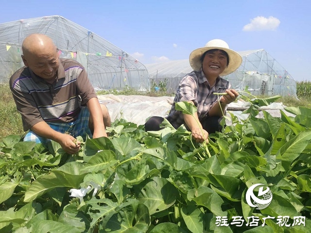 驿城区朱古洞乡：瞄准“餐桌”经济 带民脱贫奔小康