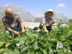 驿城区朱古洞乡：瞄准“餐桌”经济 带民脱贫奔小康
