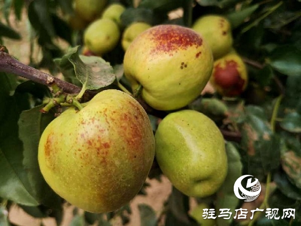 河南驻马店驿城区：冬枣甜出幸福生活