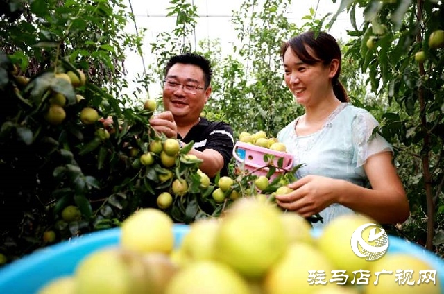 河南驻马店驿城区：冬枣甜出幸福生活