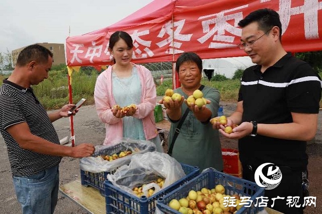 河南驻马店驿城区：冬枣甜出幸福生活