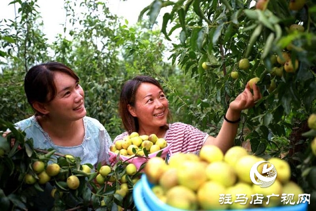 河南驻马店驿城区：冬枣甜出幸福生活