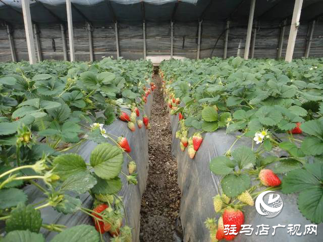 北沃农业挺进安徽市场