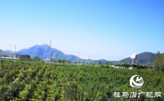 驿城区胡庙乡绿色采摘果园的石榴红了