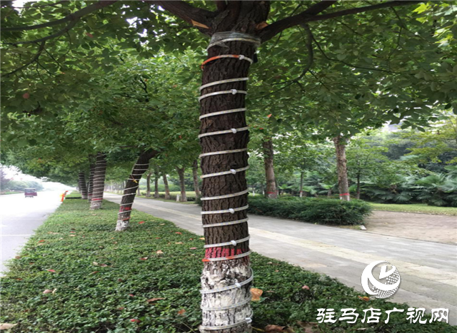 驻马店建业城的景观灯竟用水泥钉钉在树上