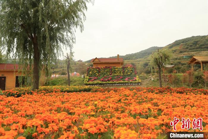 青海“东大门”：4万株秋菊竞相开放邀游客赏菊迎中秋
