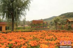 青海“东大门”：4万株秋菊竞相开放邀游客赏菊迎中秋