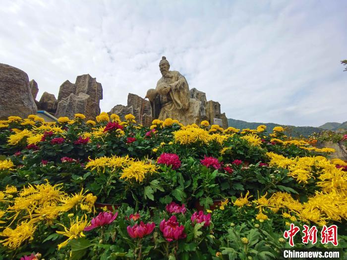 图为秋菊景观。　石延寿 摄