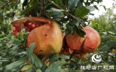 驻马店驿城区：石榴红了 日子火了