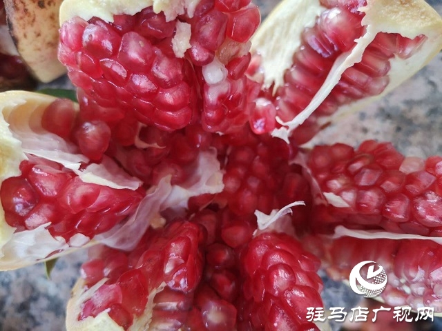 驻马店驿城区：石榴红了 日子火了