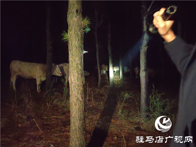 警民齐心冒雨寻牛，秋凉心却暖