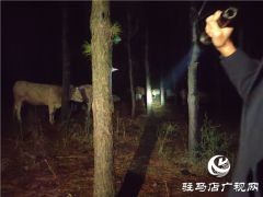 警民齐心冒雨寻牛，秋凉心却暖