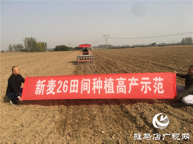 优质小麦“新麦26” 订单农业受追捧