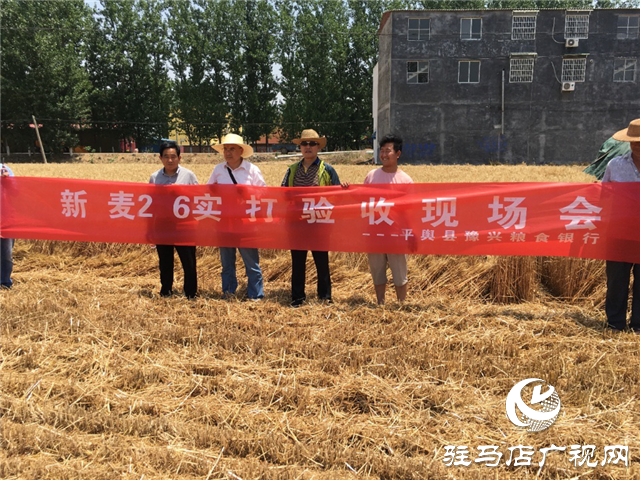 优质小麦“新麦26” 订单农业受追捧