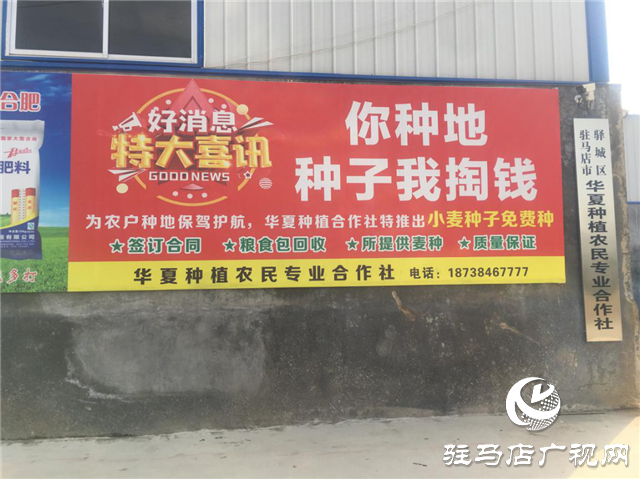 优质小麦“新麦26” 订单农业受追捧