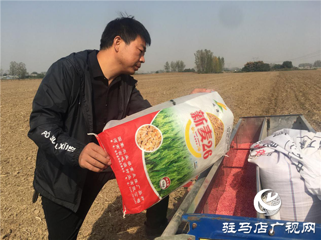 优质小麦“新麦26” 订单农业受追捧