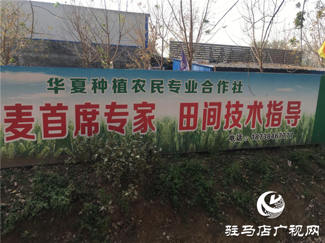 优质小麦“新麦26” 订单农业受追捧