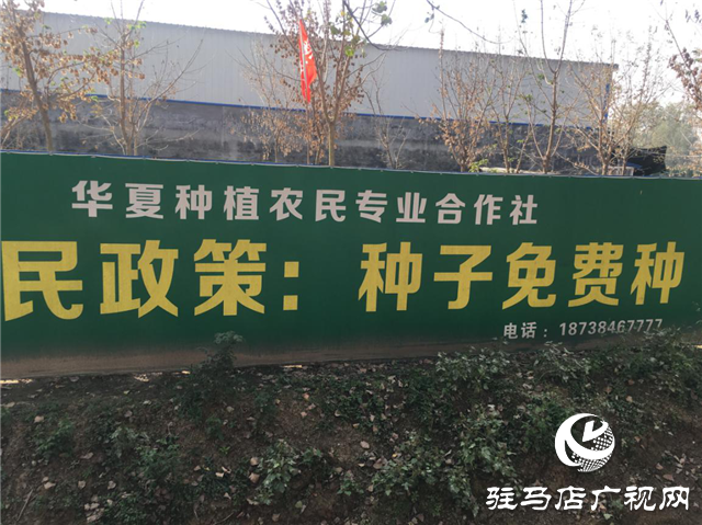 优质小麦“新麦26” 订单农业受追捧