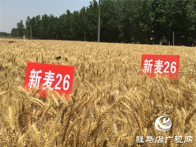 优质小麦“新麦26” 订单农业受追捧