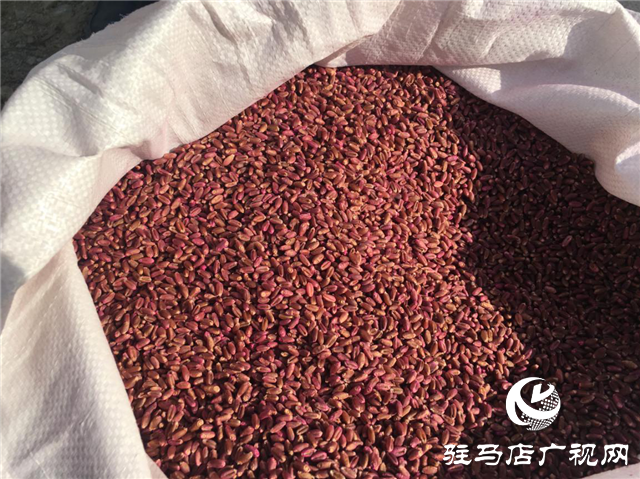 吨源种业组织召开小麦播种现场会