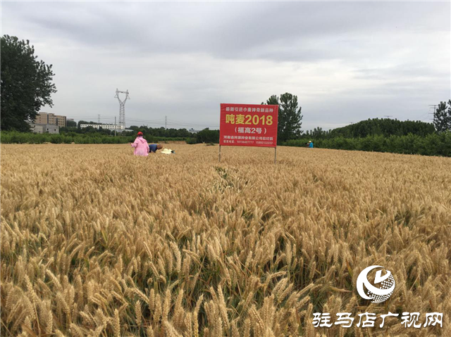 吨源种业组织召开小麦播种现场会